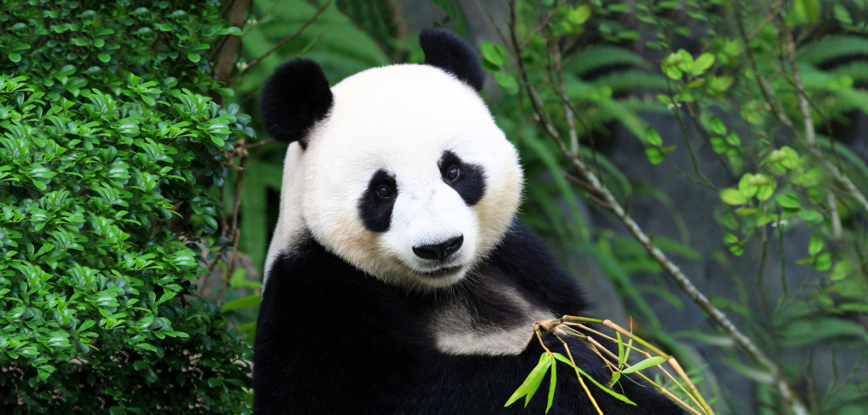Reuzenpanda_XL.jpg